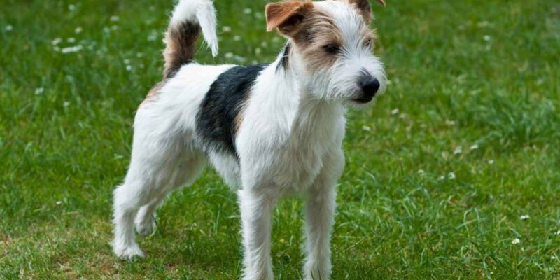 Raseprofil: Parson russell terrier
