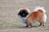 Raseprofil: Pekingeser