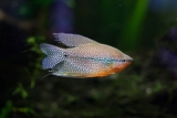 5 fredelige guramier til akvariet ditt (og noen aggressive)