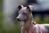 Raseprofil: Peruviansk nakenhund