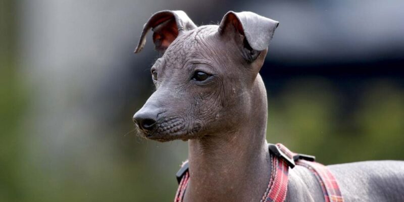 Raseprofil: Peruviansk nakenhund