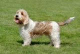 Raseprofil: Petit basset griffon vendeen