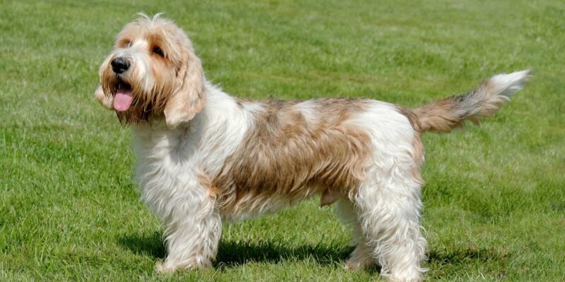 Raseprofil: Petit basset griffon vendeen