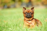 Raseprofil: Petit brabancon