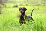 Raseprofil: Pinscher