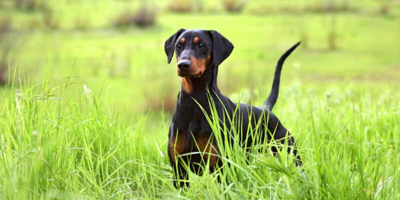 Raseprofil: Pinscher