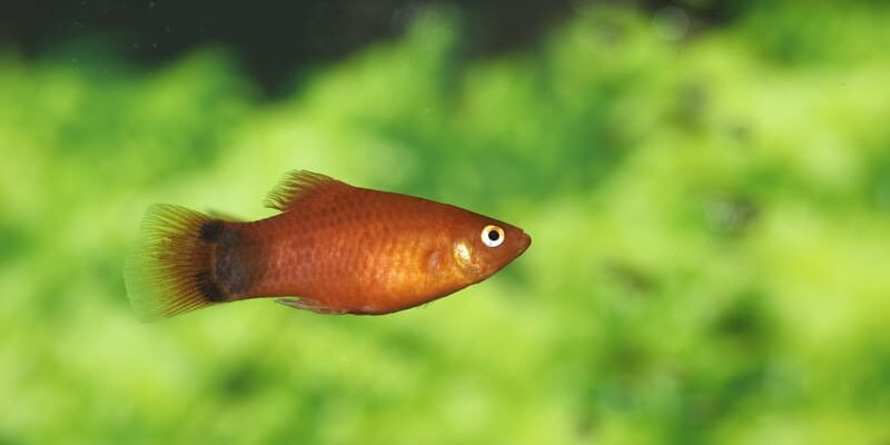 En komplett guide til hold av platy