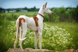 Raseprofil: Podenco ibicenco