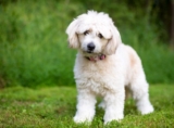 Raseprofil: Pomapoo