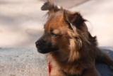 Raseprofil: Pomchi