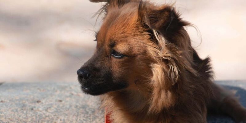 Raseprofil: Pomchi