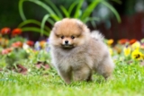 Raseprofil: Pomeranian