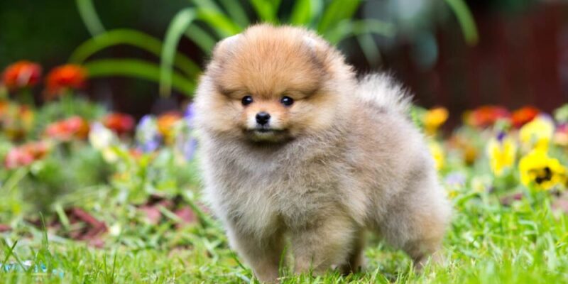Raseprofil: Pomeranian