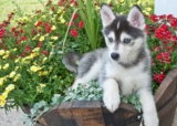 Raseprofil: Pomsky (pomeranian husky)