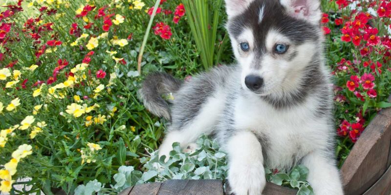 Raseprofil: Pomsky (pomeranian husky)