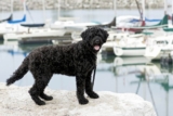 Raseprofil: Portugisisk vannhund