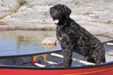 7 vannhund raser (med bilder)