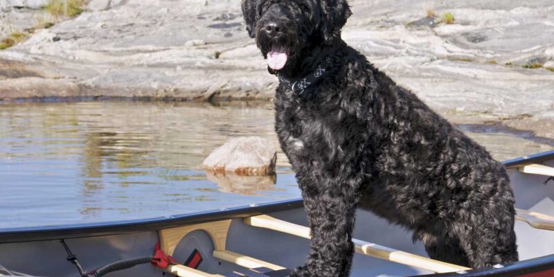 7 vannhund raser (med bilder)