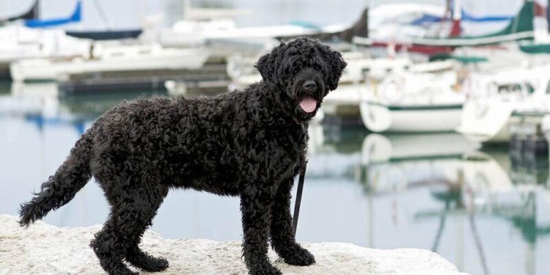 Raseprofil: Portugisisk vannhund