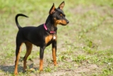 Raseprofil: Prazsky krysarik (tsjekkisk rottehund)