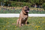 Raseprofil: Presa canario