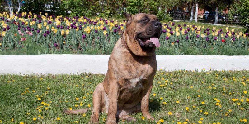 Raseprofil: Presa canario