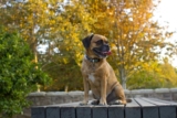 Raseprofil: Puggle