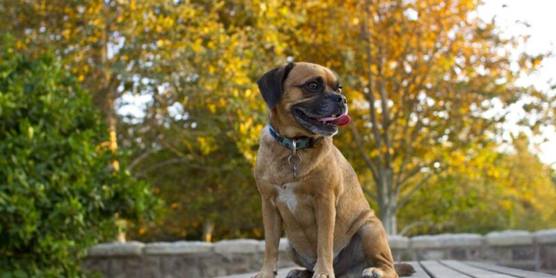 Raseprofil: Puggle