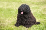 Raseprofil: Puli