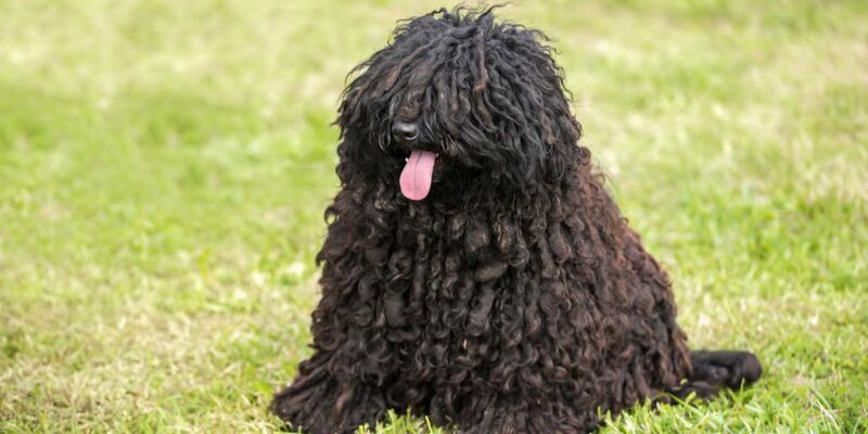 Raseprofil: Puli