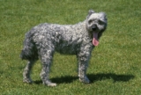 Raseprofil: Pumi
