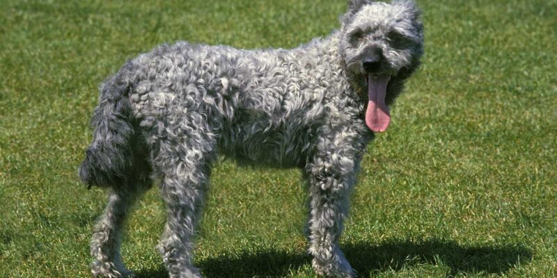 Raseprofil: Pumi
