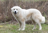 Raseprofil: Pyreneerhund