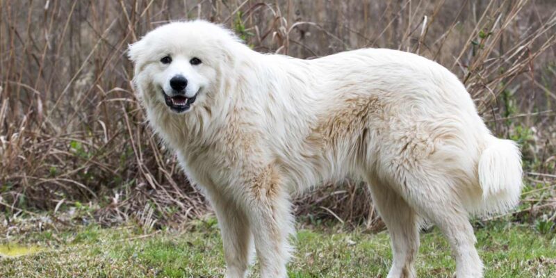 Raseprofil: Pyreneerhund