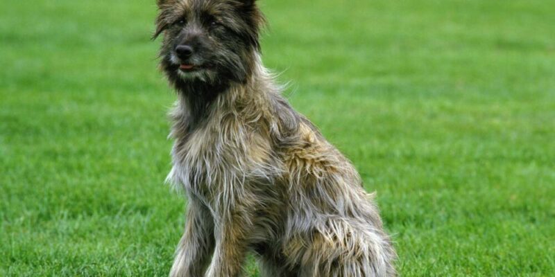 Raseprofil: Pyreneisk gjeterhund