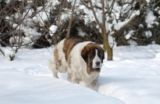 Raseprofil: Pyreneisk mastiff