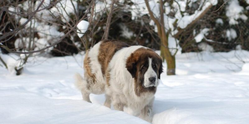 Raseprofil: Pyreneisk mastiff