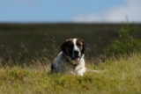 Raseprofil: Rafeiro do alentejo