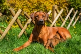Raseprofil: Rhodesian ridgeback