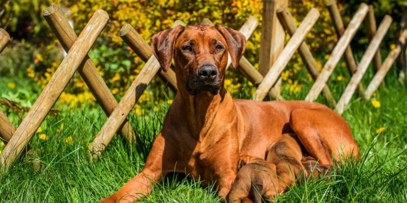 Raseprofil: Rhodesian ridgeback
