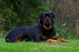 Raseprofil: Rottweiler