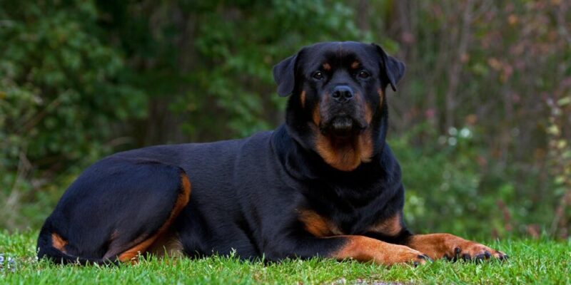 Raseprofil: Rottweiler