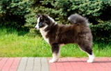 Raseprofil: Russisk-europeisk laika