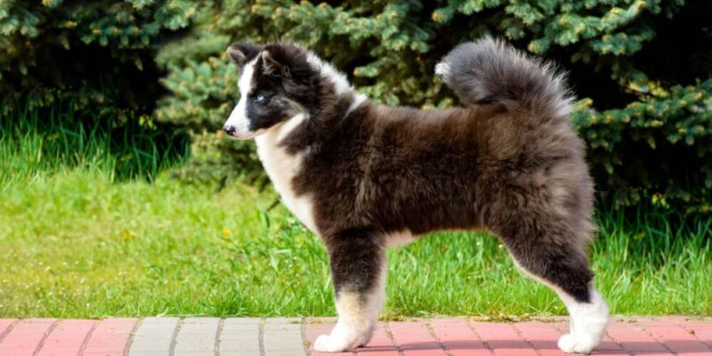 Raseprofil: Russisk-europeisk laika