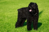 Raseprofil: Russisk sort terrier