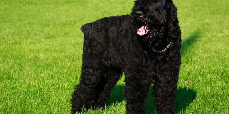 Raseprofil: Russisk sort terrier