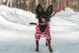 Raseprofil: Russisk toy