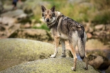 Raseprofil: Saarloos wolfhond