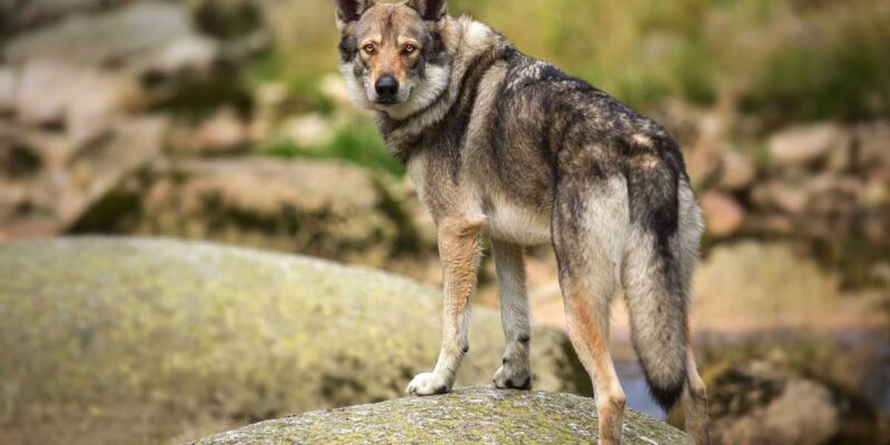 Raseprofil: Saarloos wolfhond