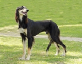 Raseprofil: Saluki